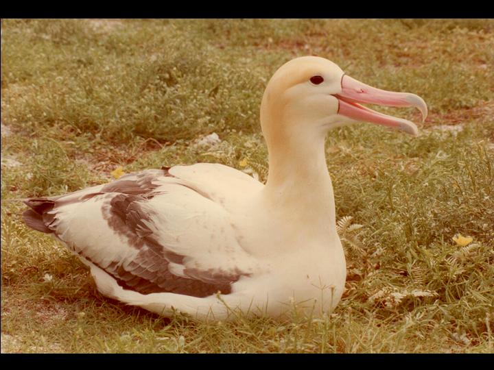 Short-tailed Albatross (Phoebastria albatrus) Hawaii